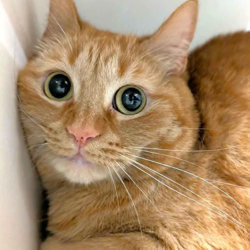 An adult medium-sized female Orange / Red Domestic Short Hair cat named Susie for adoption in Michigan City, IN