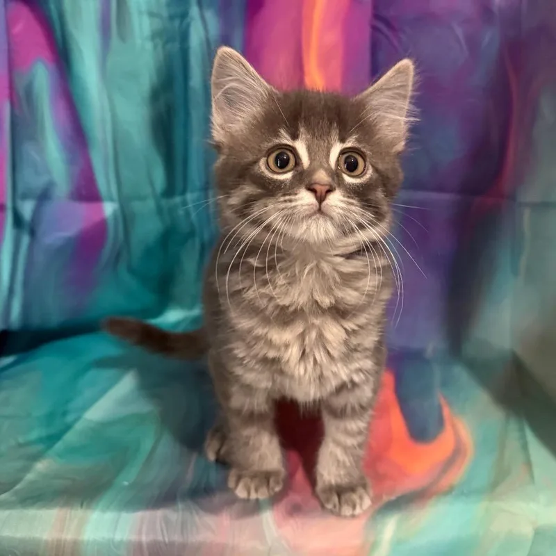 Dorothea thumbnail 2