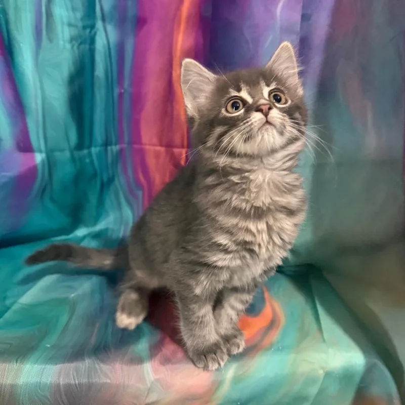 Dorothea thumbnail 3