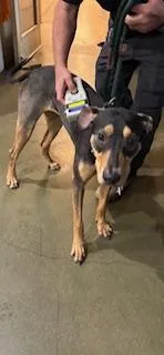 An adult large-sized female Doberman Pinscher dog named Twinkle Tinkle for adoption in Honolulu, HI
