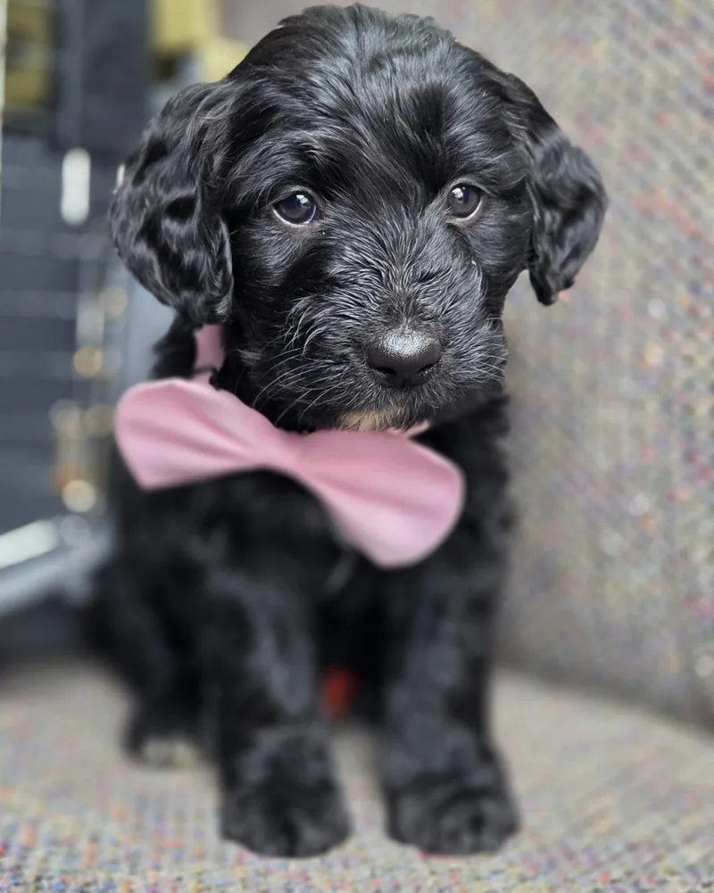 A baby medium-sized female Labradoodle dog named Sparkle for adoption in Gilbert, SC