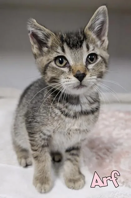 A baby small-sized female Domestic Short Hair cat named Arf for adoption in Mason, MI