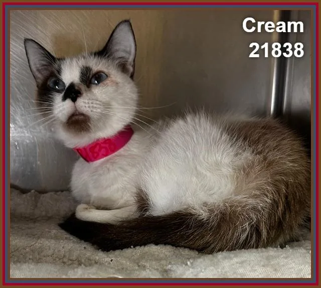 Cream thumbnail 2