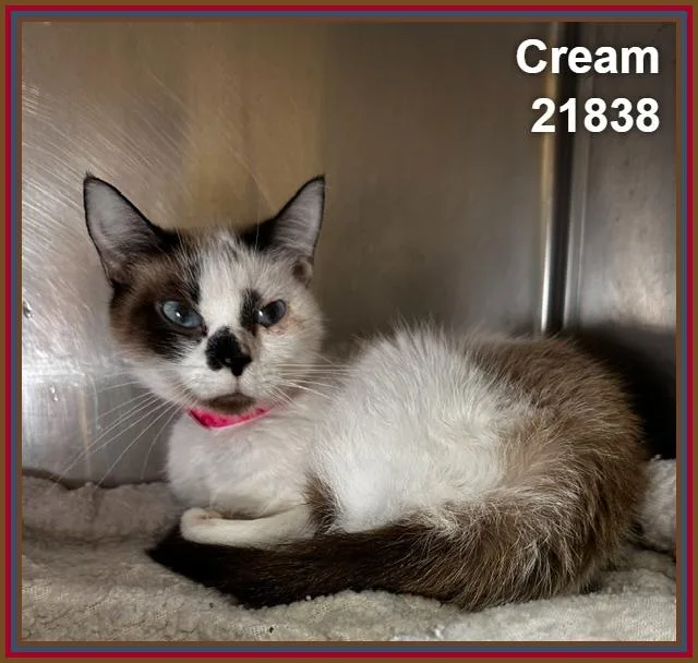 Cream thumbnail 3