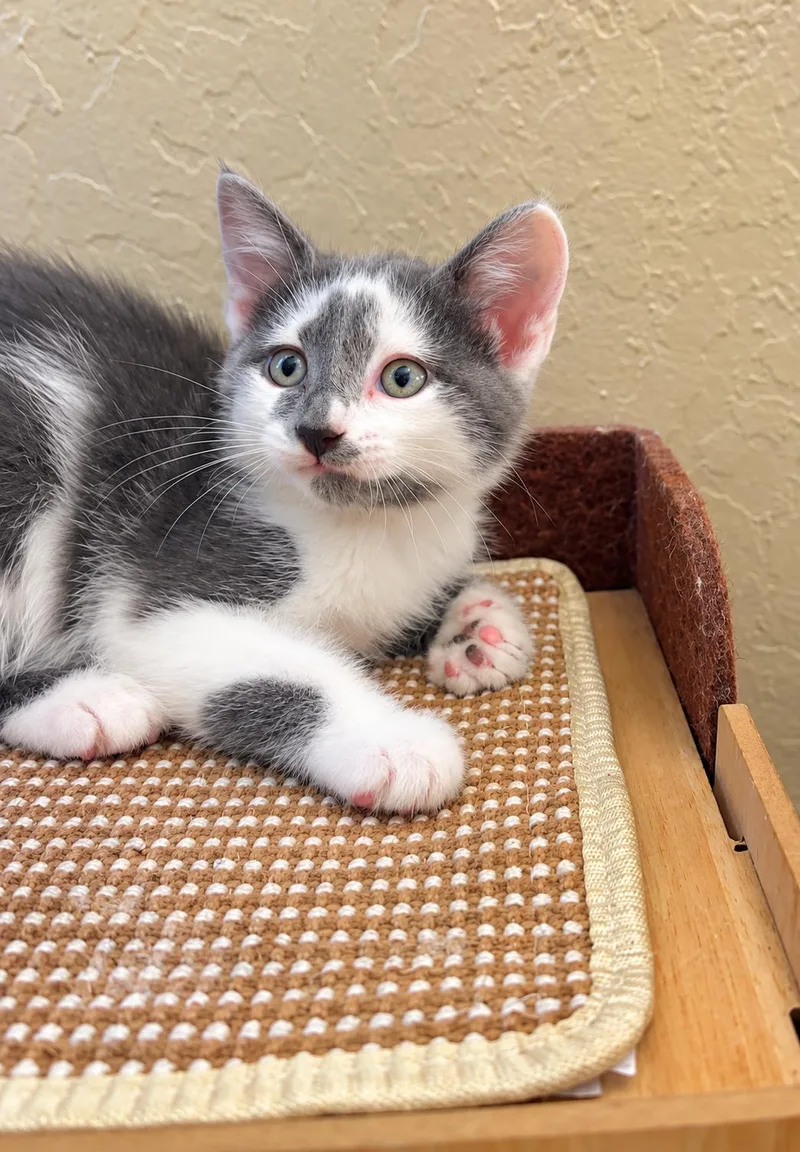 A baby medium-sized male Gray & White Domestic Short Hair cat named Mochi for adoption in Santa Cruz, CA