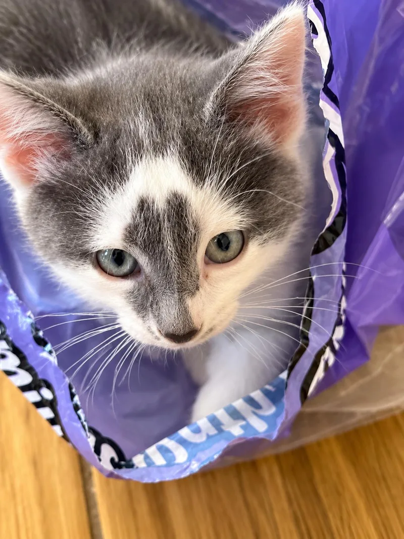 Mochi thumbnail 2