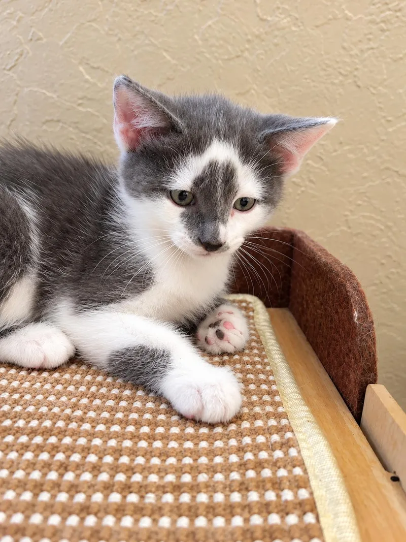 Mochi thumbnail 5