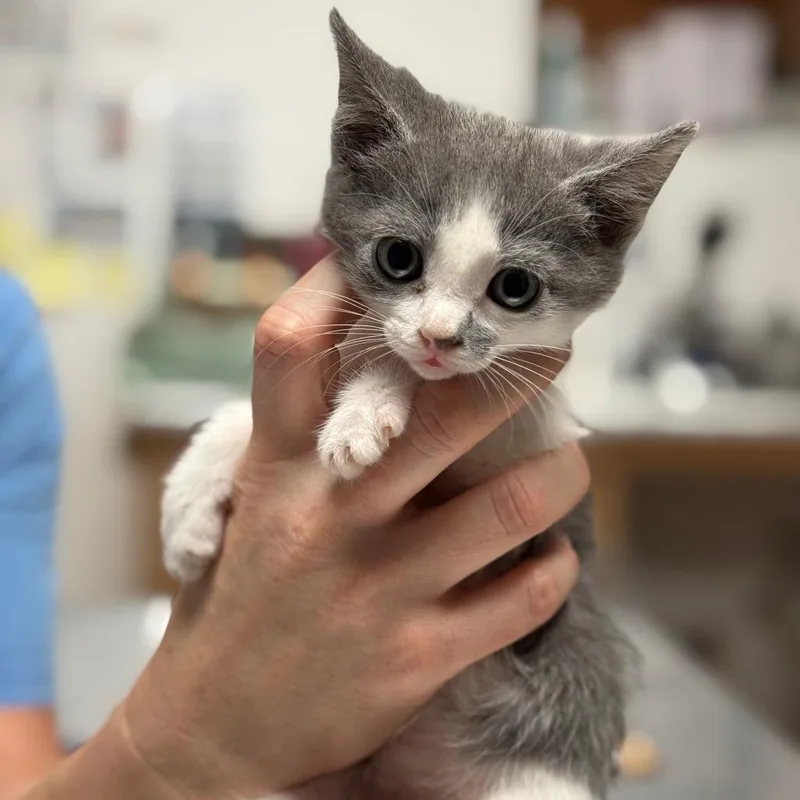 Teeny
