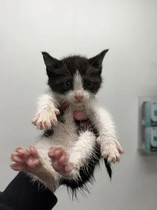 A baby small-sized male Domestic Short Hair cat named Dionysus for adoption in West Chester, PA