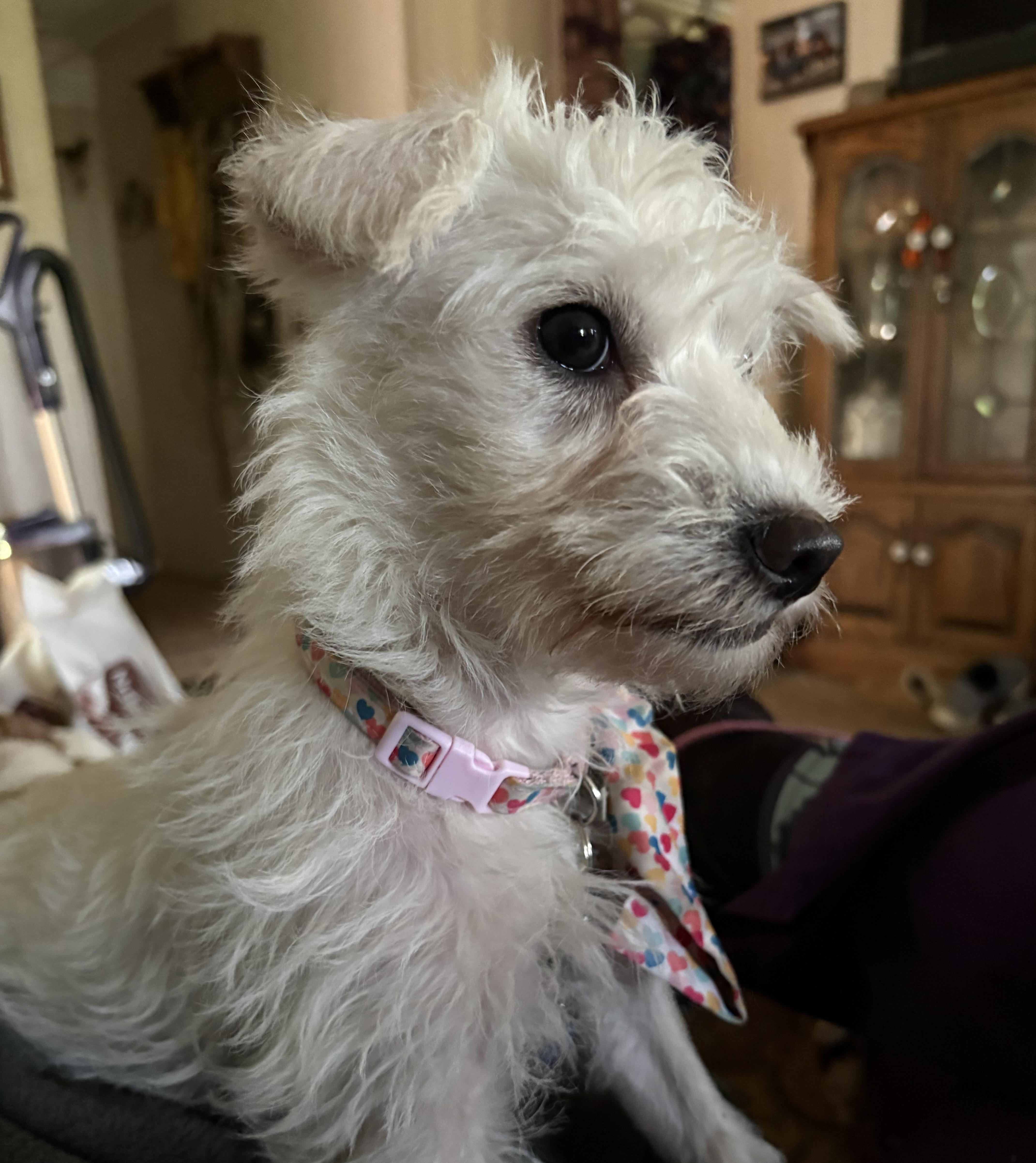 A baby small-sized female White / Cream Maltese dog named Winnie for adoption in Sonora, CA