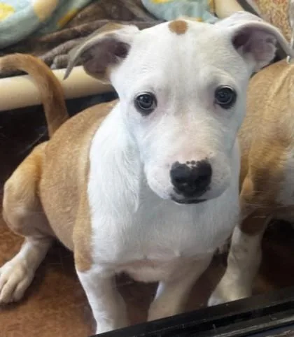 A baby large-sized male White / Cream Mixed Breed dog named Obiwan Kenobi for adoption in Stanwood, WA