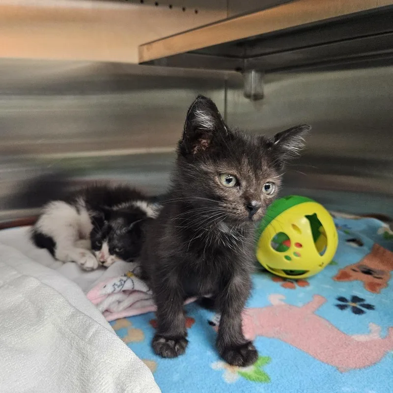 A baby small-sized male Black Domestic Short Hair cat named Digitalis for adoption in Austin, TX