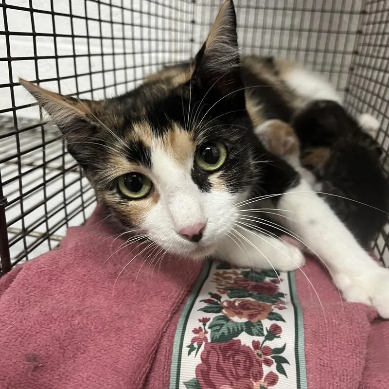 An adult large-sized female Calico Domestic Short Hair cat named Wisp for adoption in Edinburg, TX