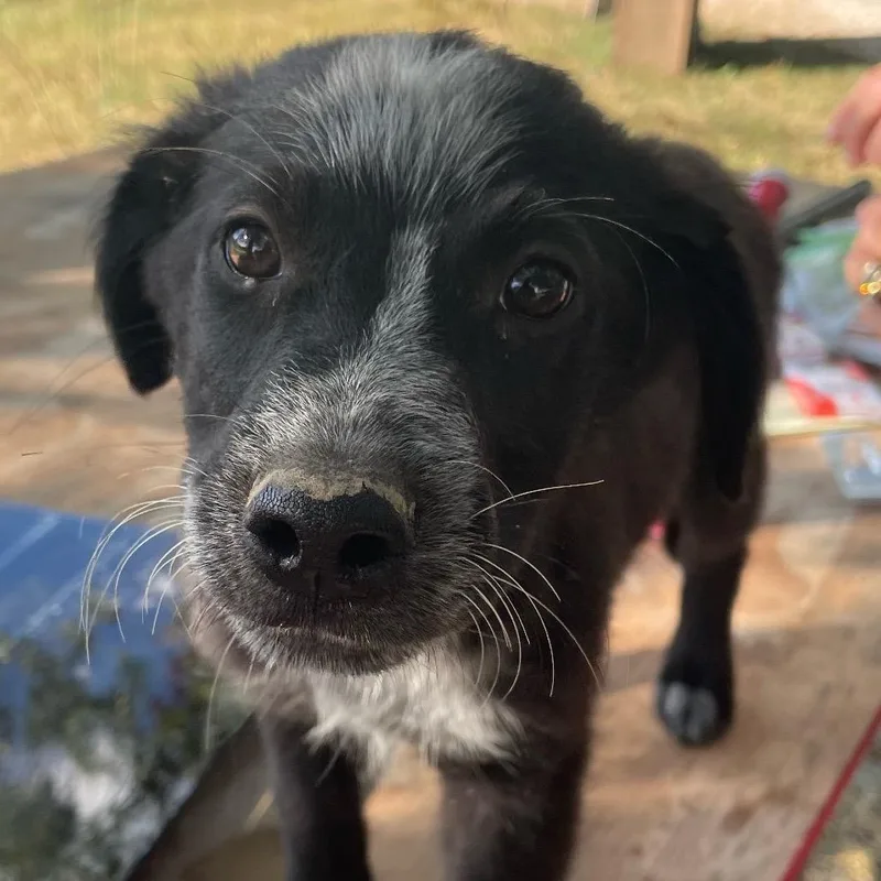 A young medium-sized male Black Australian Cattle Dog / Blue Heeler dog named Bo for adoption in Hohenwald, TN