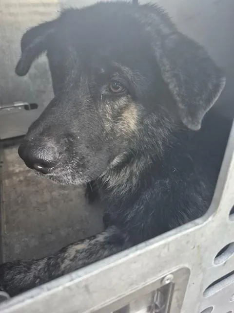 A young large-sized male German Shepherd Dog dog named A for adoption in Pasadena, TX