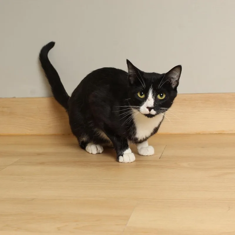 Formal Wear Felv C thumbnail 2