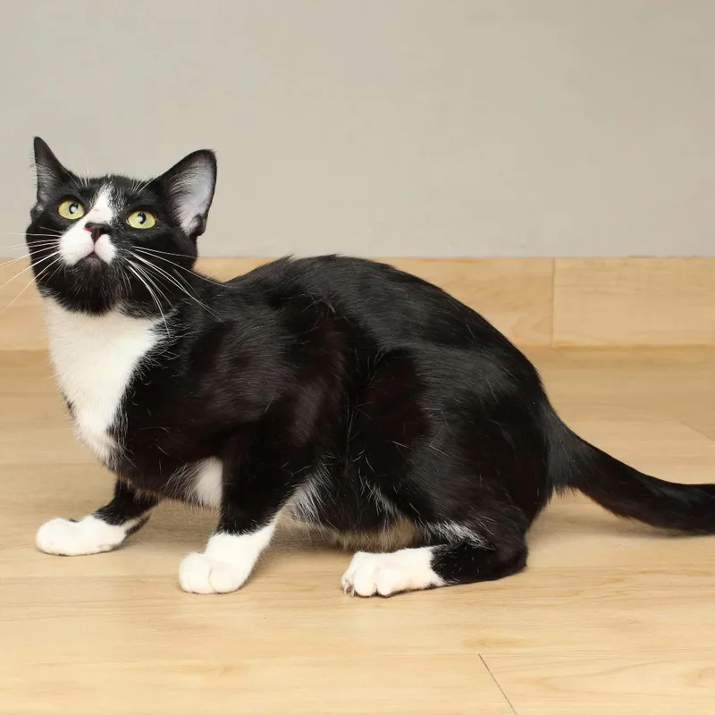 Formal Wear Felv C thumbnail 5