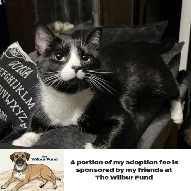 Formal Wear Felv C thumbnail 6