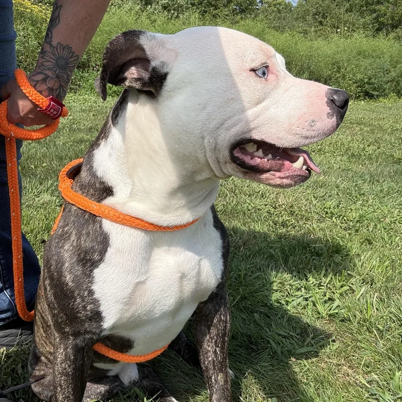 An adult medium-sized male Pit Bull Terrier dog named Stitch for adoption in Youngstown, OH