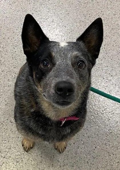 An adult medium-sized female Cattle Dog dog named Laila for adoption in Fishers, IN