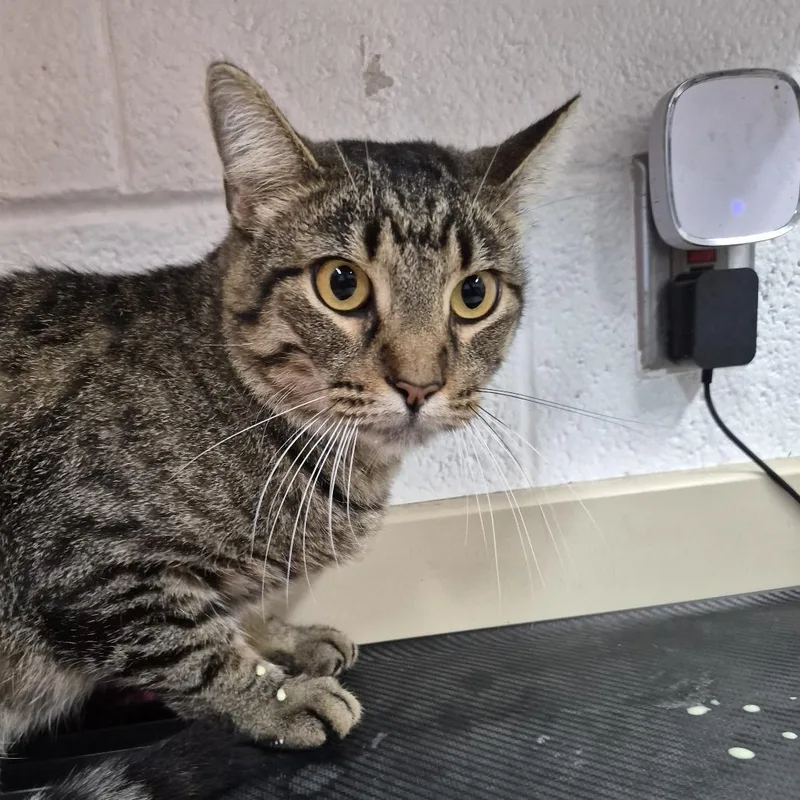 An adult large-sized male Domestic Short Hair cat named Jelibean for adoption in Ardmore, OK