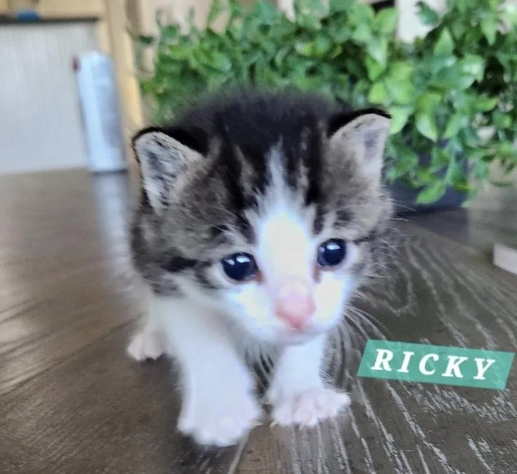 Ricky thumbnail 4