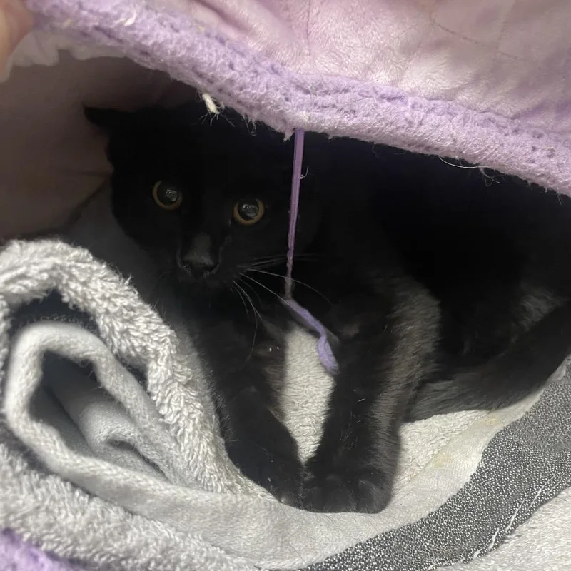 A baby small-sized male Domestic Short Hair cat named Suzuki for adoption in East Smithfield , PA
