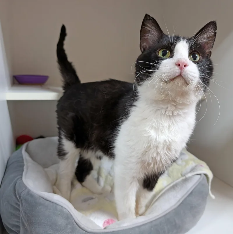 An adult medium-sized male Black & White / Tuxedo Domestic Short Hair cat named Hudson for adoption in Accident, MD