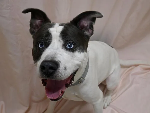 An adult large-sized male Pit Bull Terrier dog named Rock for adoption in Portland, OR