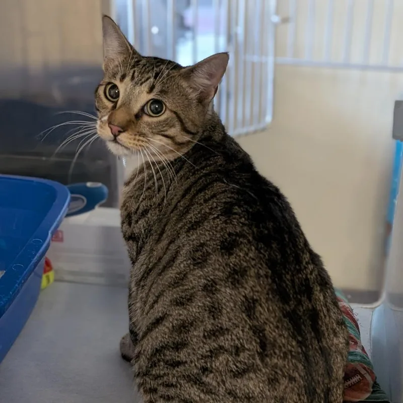 An adult large-sized male Brown / Chocolate Domestic Short Hair cat named Toren for adoption in Buchanan Dam, TX