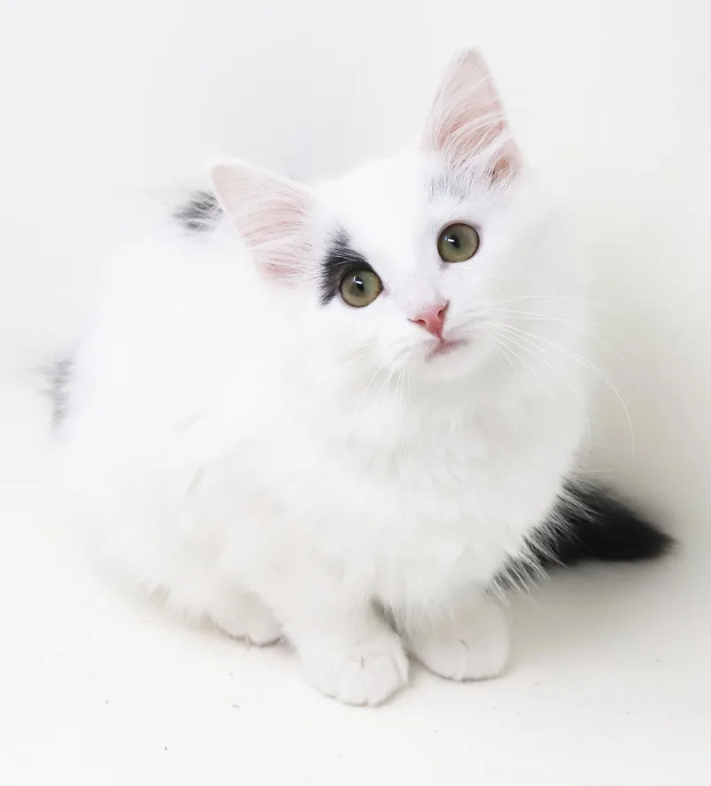 A baby small-sized female Black Ragdoll cat named Jellybean will the the for adoption in Bedford Hills, NY
