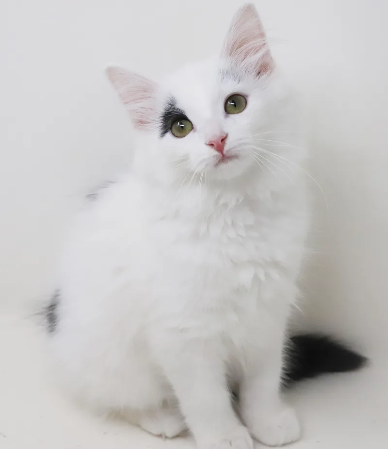 Jellybean will the the thumbnail 2