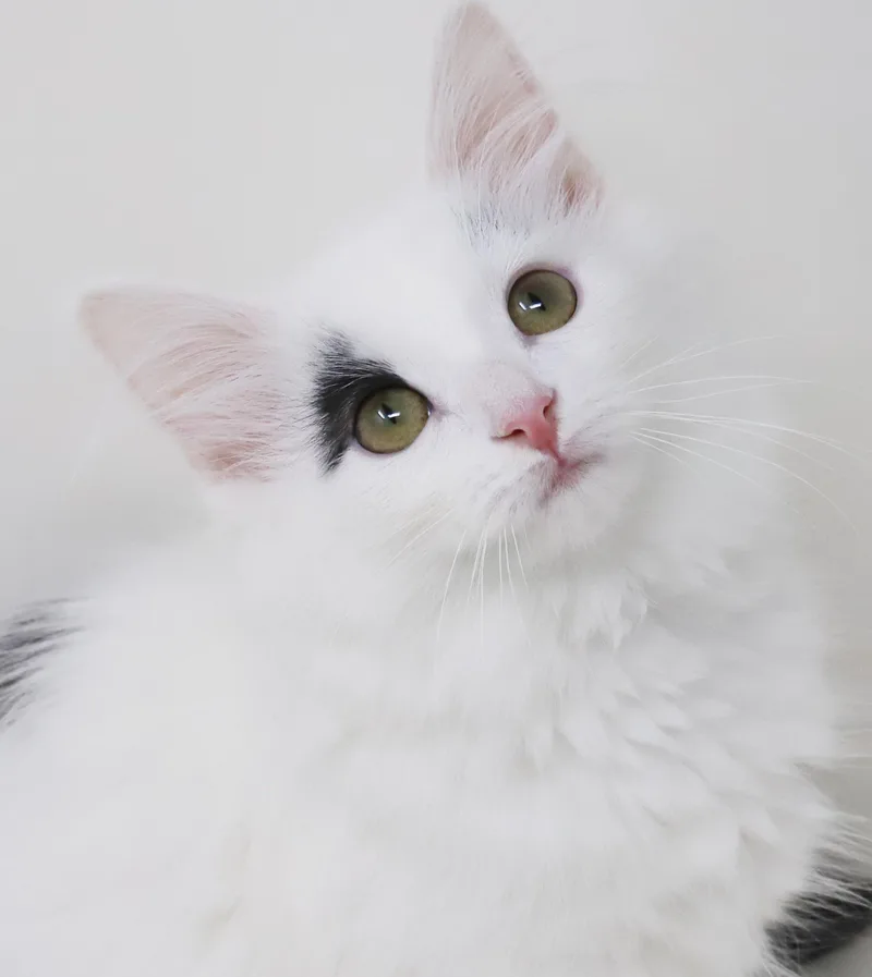Jellybean will the the thumbnail 4