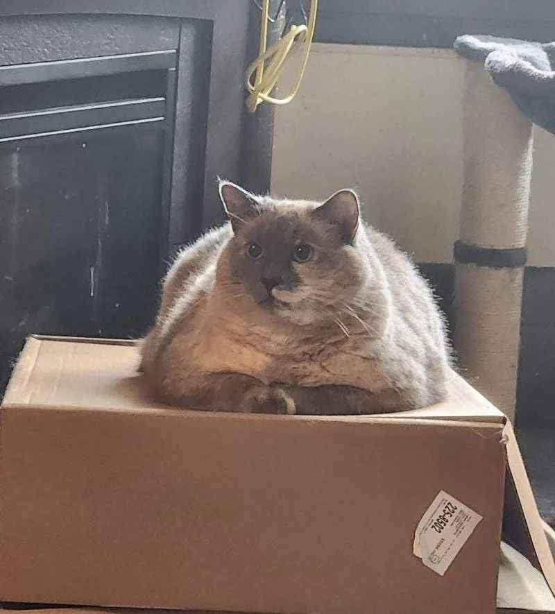 An adult large-sized female Buff / Tan / Fawn Domestic Medium Hair cat named Snowflake for adoption in River Falls, WI