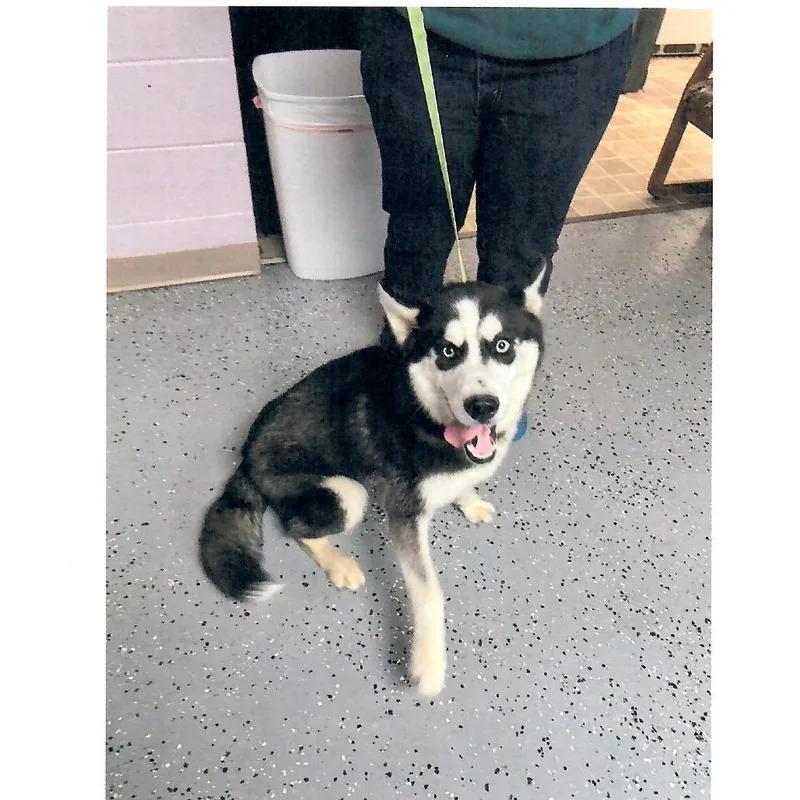 A baby medium-sized male Black Husky dog named Simba for adoption in Salem, WV