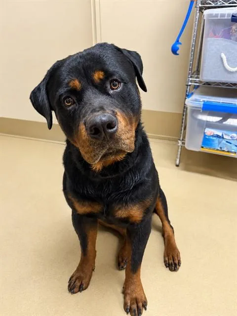 An adult extra large-sized male Rottweiler dog named Gordo for adoption in Chula Vista, CA