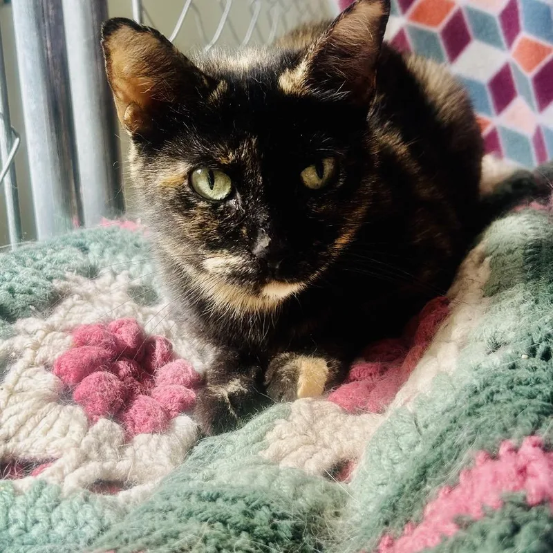 Lil' Momma thumbnail 2