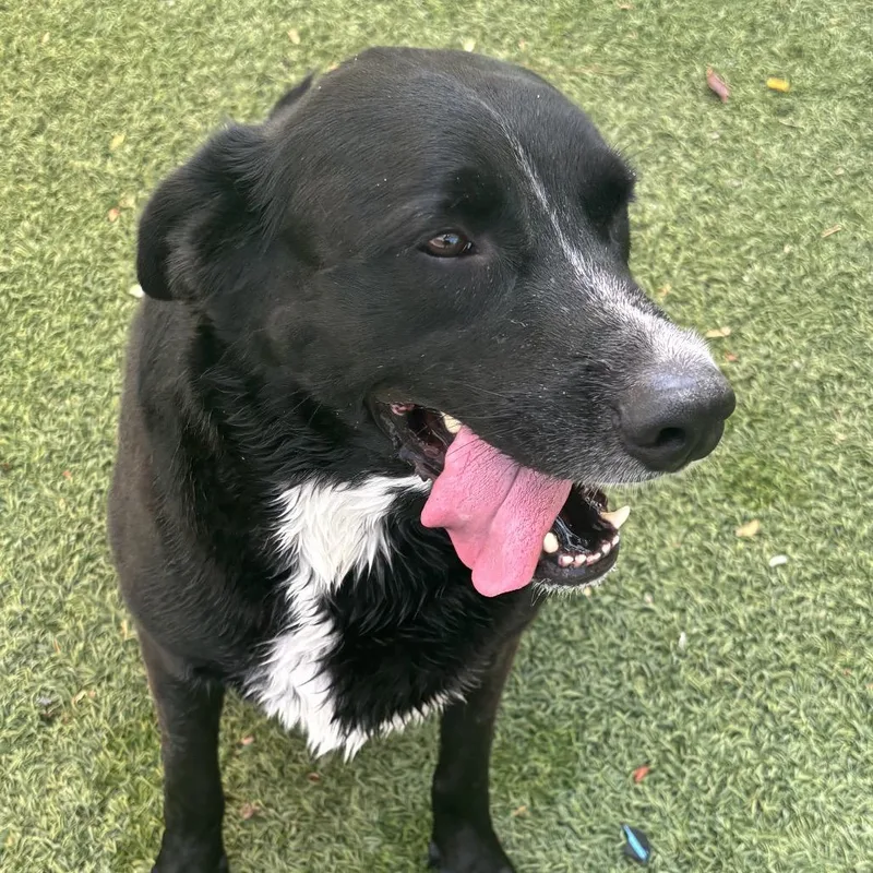An adult large-sized male Black Labrador Retriever dog named Lucky for adoption in Henderson, NV