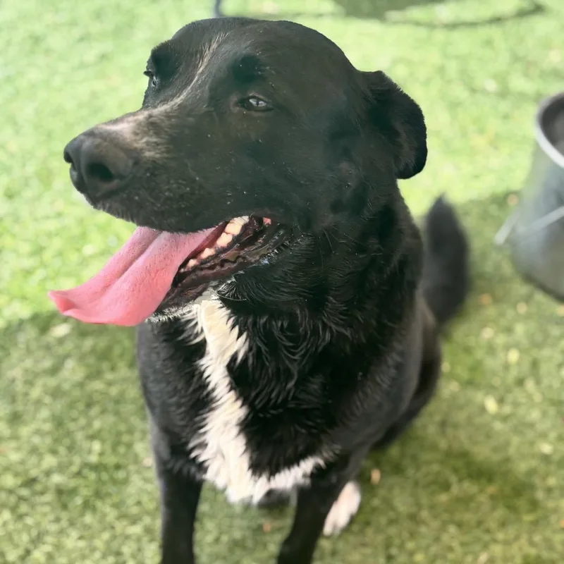 Lucky thumbnail 5