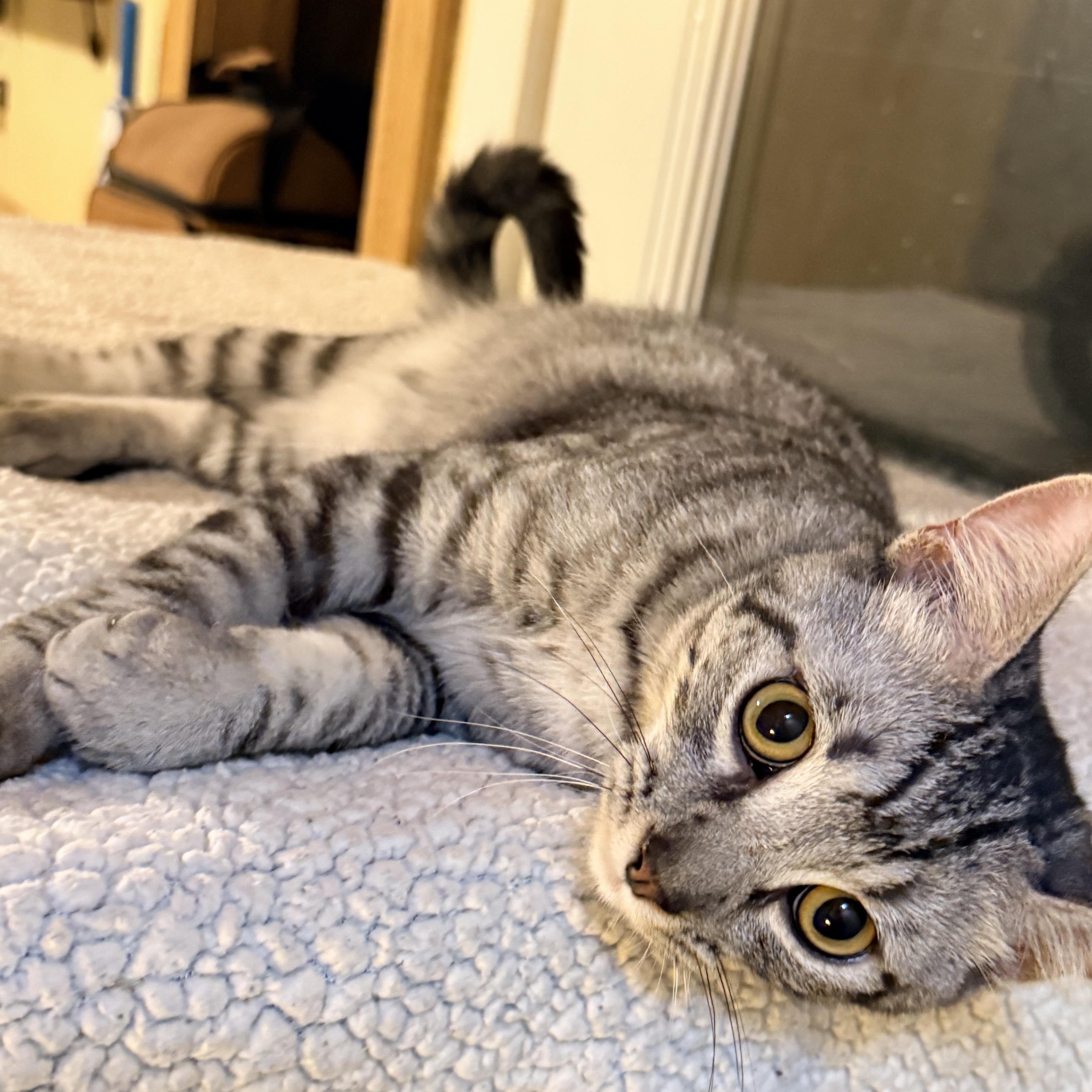 A baby medium-sized male Tabby (Gray / Blue / Silver) Domestic Short Hair cat named Niko for adoption in Liverpool, TX