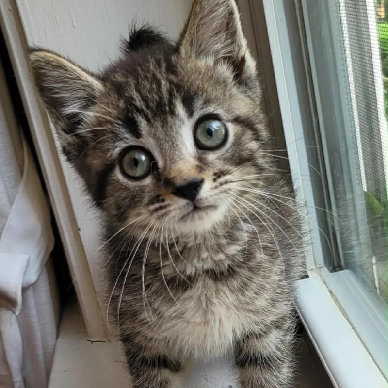 A baby small-sized male Brown / Chocolate Domestic Short Hair cat named Hoover for adoption in Pasadena , MD