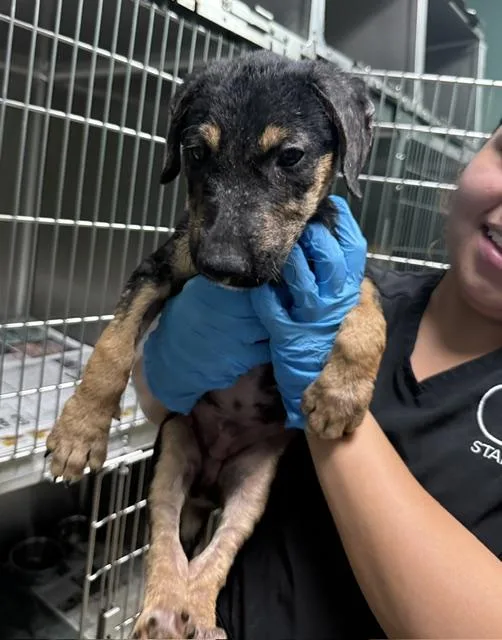 A baby medium-sized male Mixed Breed dog named Finn Just a baby for adoption in Conway, SC