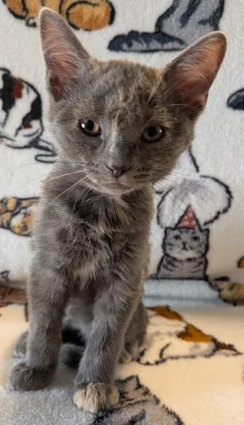 A baby medium-sized female Gray / Blue / Silver Domestic Short Hair cat named Margarita for adoption in Indianapolis, IN