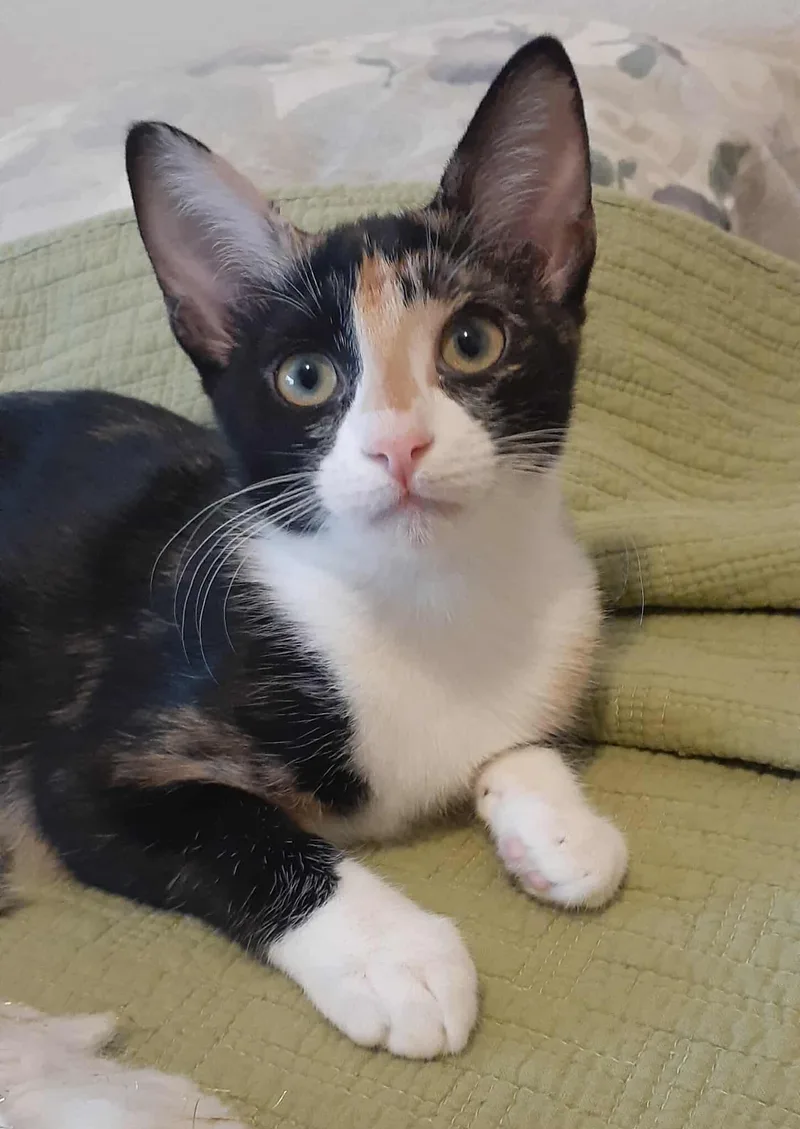 Kiwi And Peaches thumbnail 2