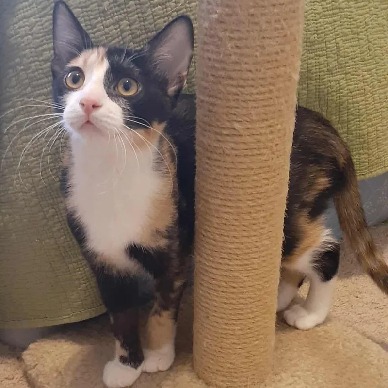 Kiwi And Peaches thumbnail 4