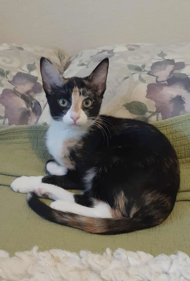 Kiwi And Peaches thumbnail 5