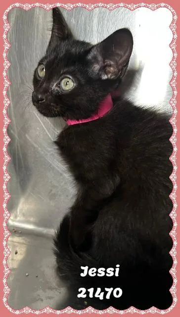 A baby small-sized female Black Domestic Short Hair cat named Jessi for adoption in Marietta, GA