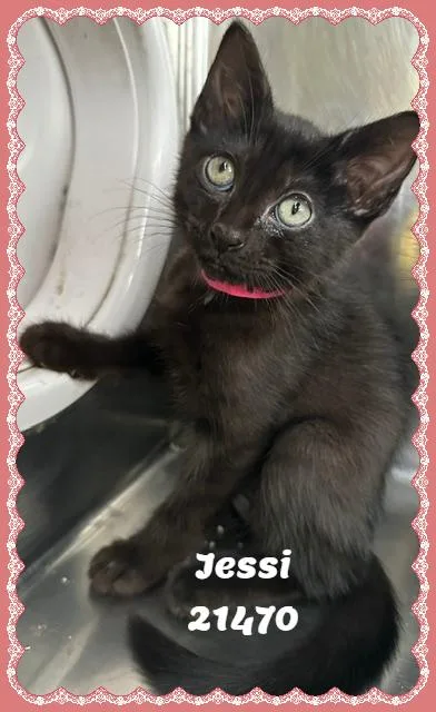 Jessi thumbnail 2