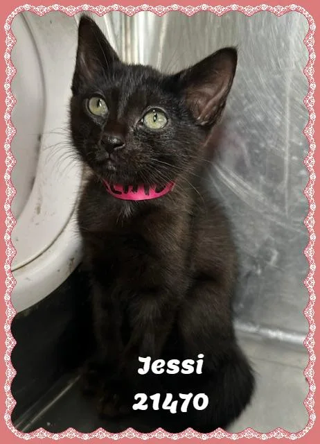 Jessi thumbnail 4