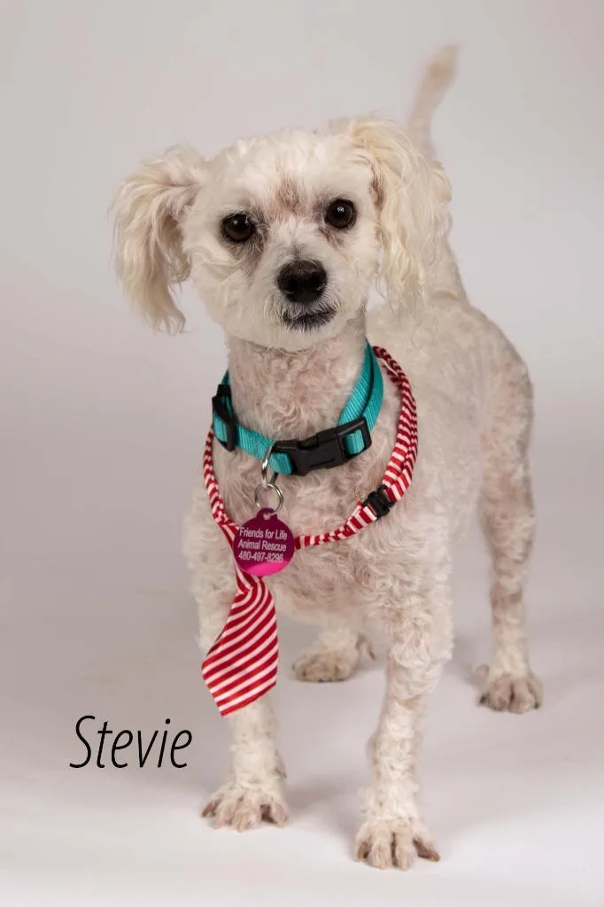 An adult small-sized male Poodle dog named Stevie for adoption in Gilbert, AZ